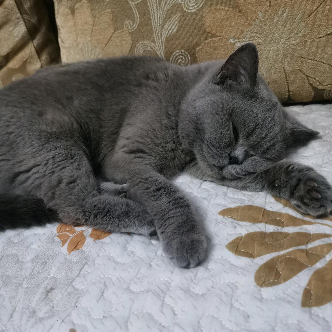 猪鼻子