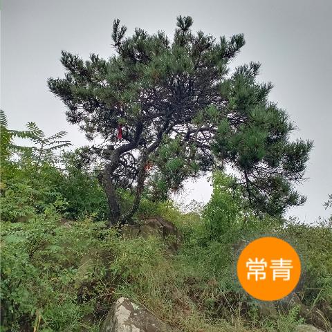 常青树