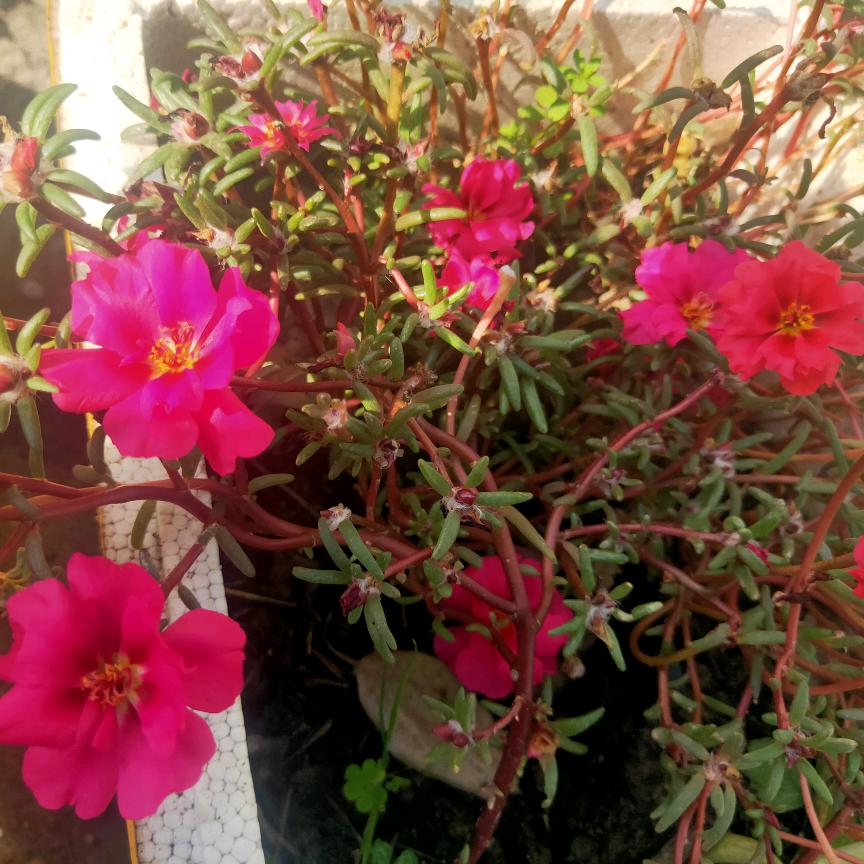 ₅₂₀💞࿐曹莓蛋糕沈懒腰꧔ꦿ