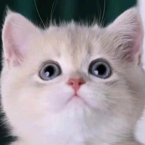 吸豪