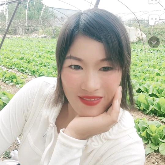 野菊花小号