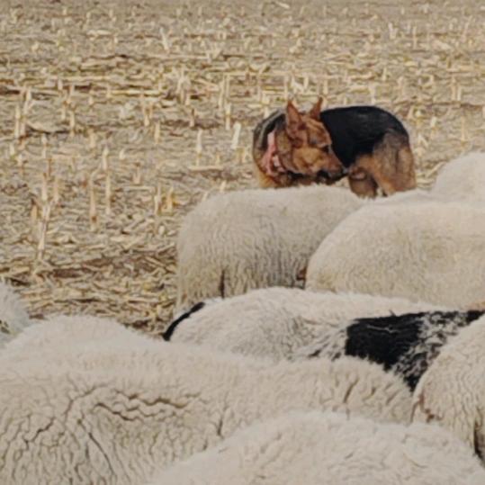 双龙湖养羊训狗