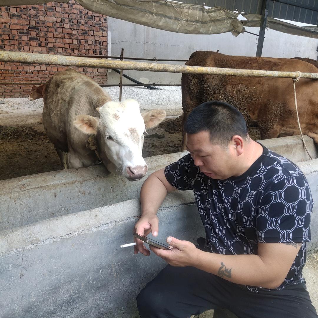 大成养牛