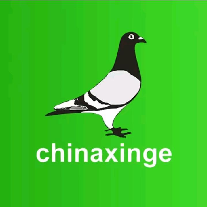 中信信鸽