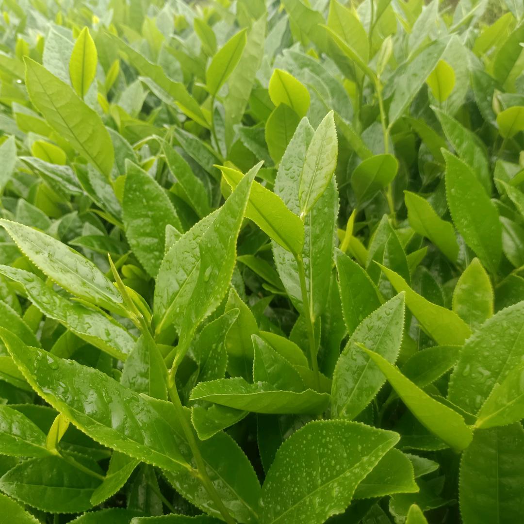 茶叶