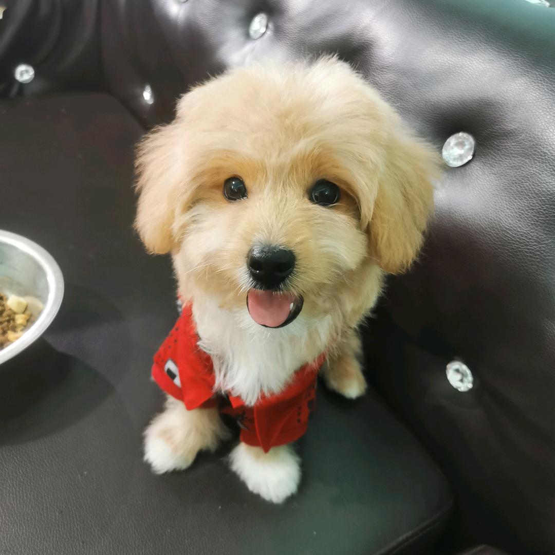 ♀楚chu
