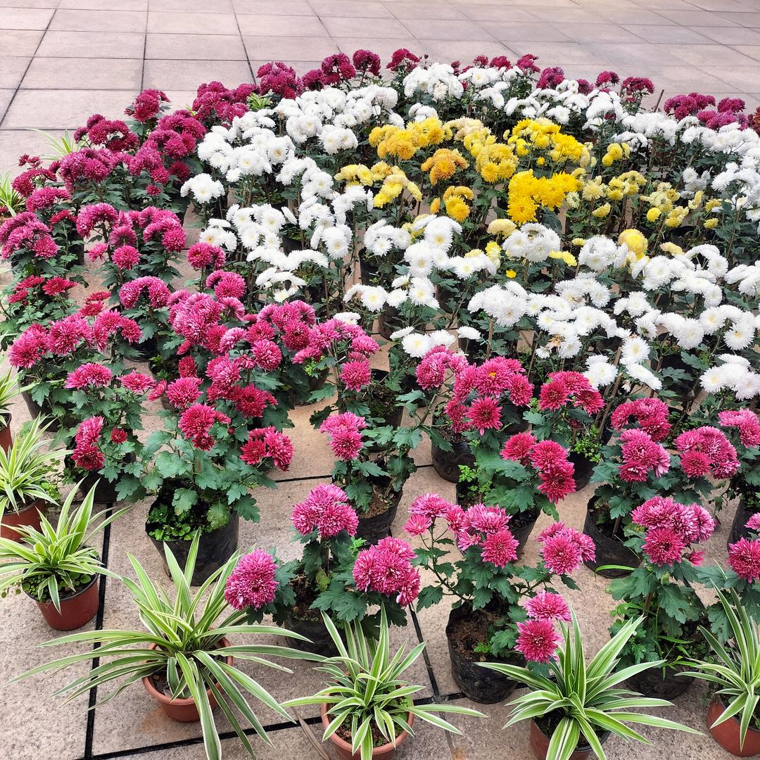 悠然。
