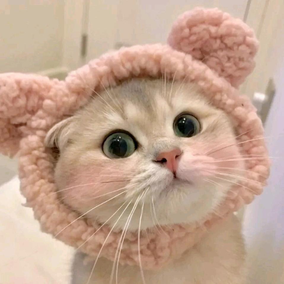 一只猫