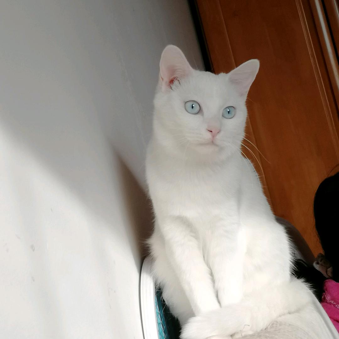 家有流浪猫