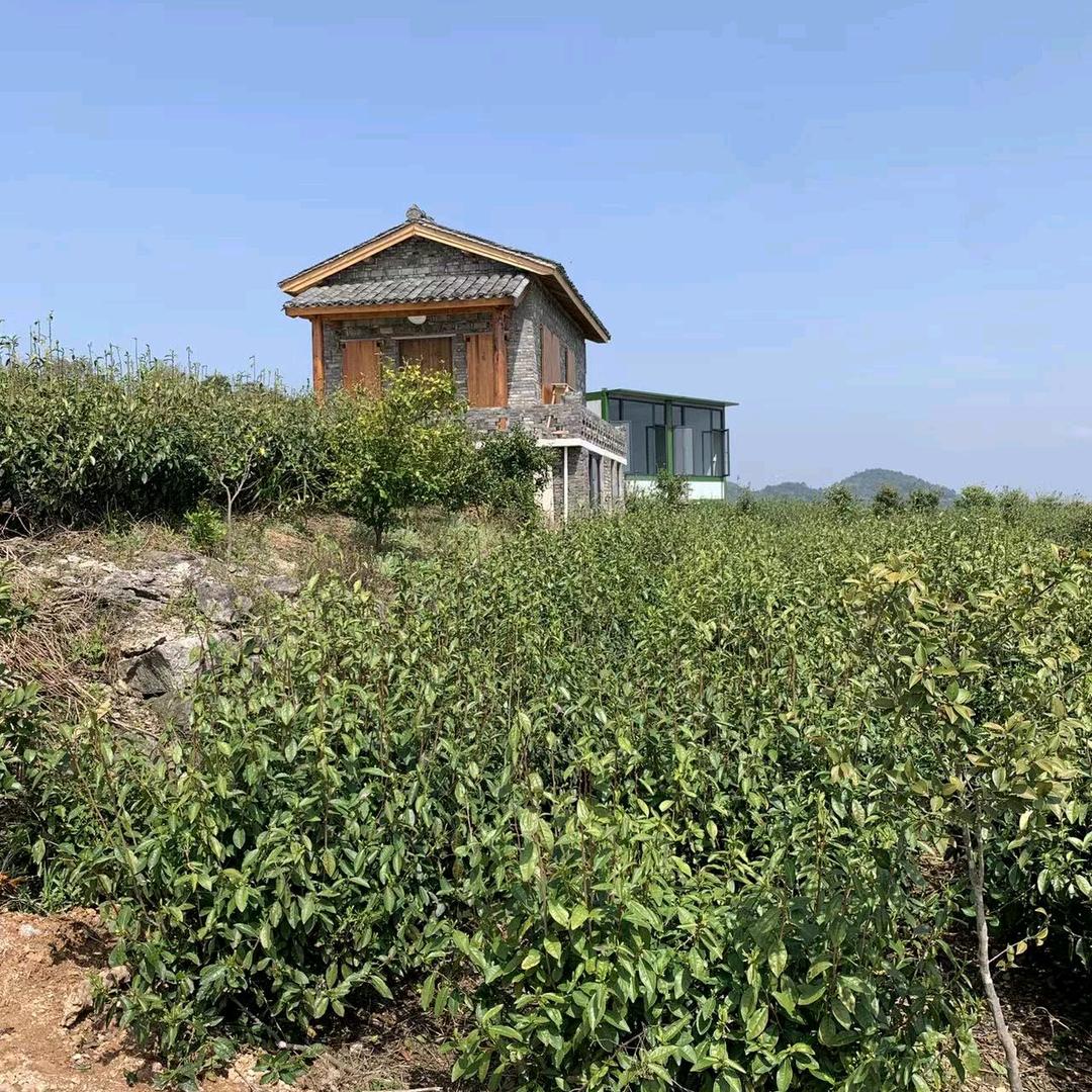 临海绿照茶叶专业合作