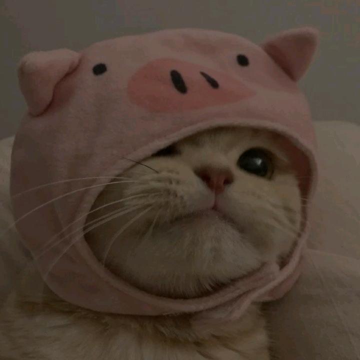 心爱的小摩托