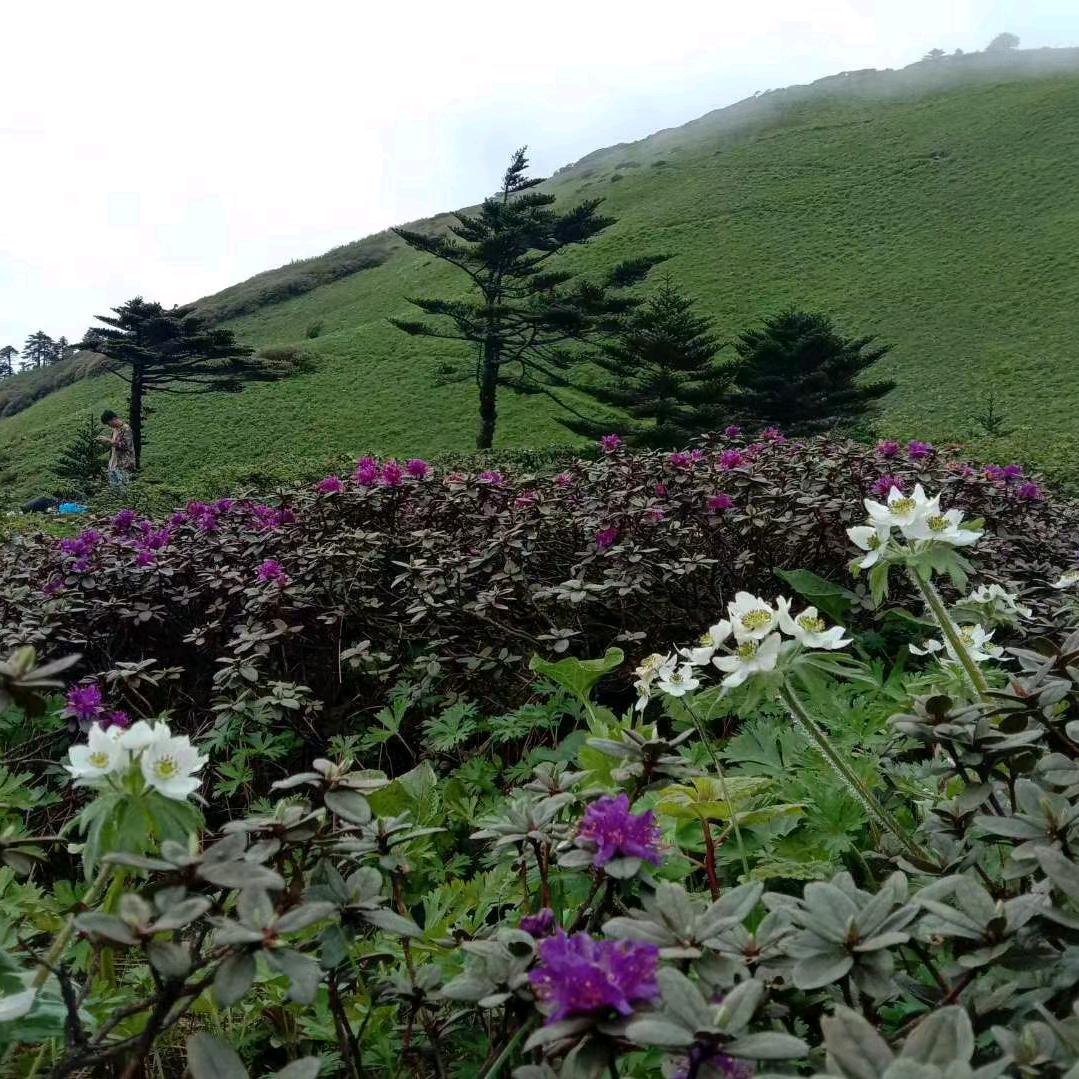 阿丽塔:战斗天使