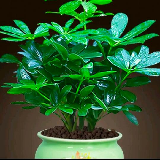 妙修（平平安安）