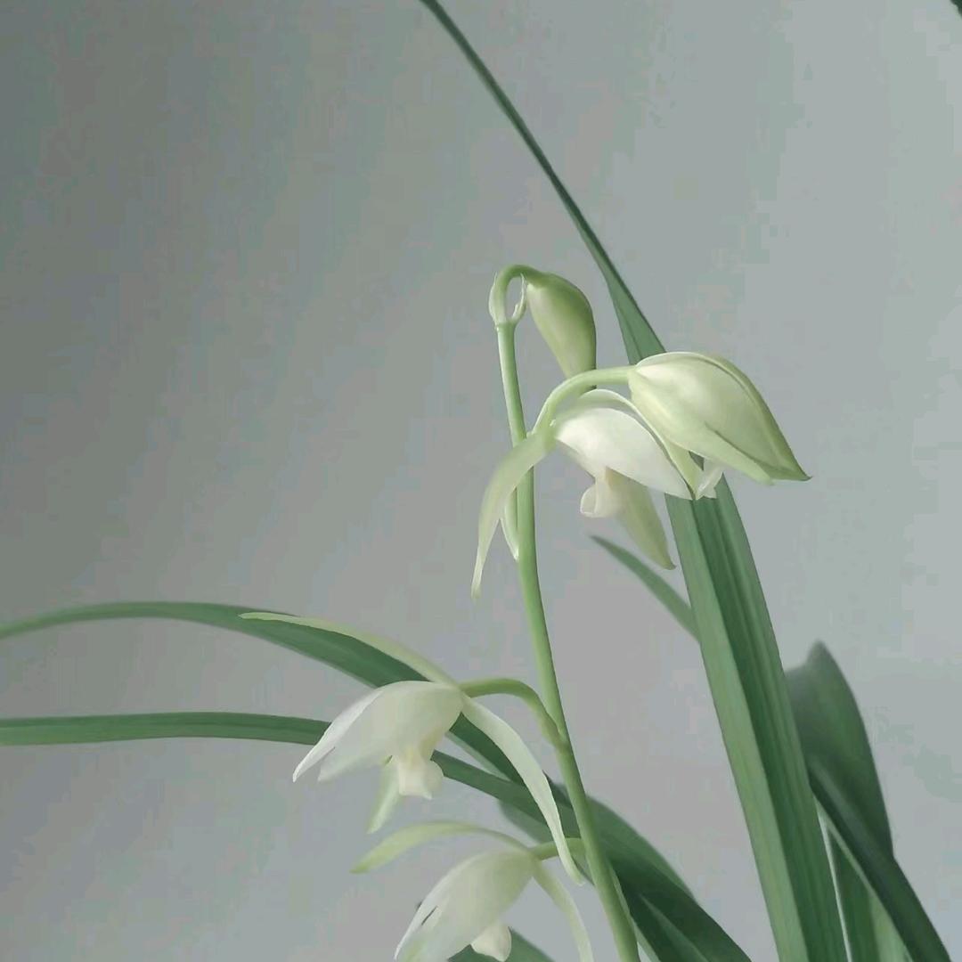 兰花