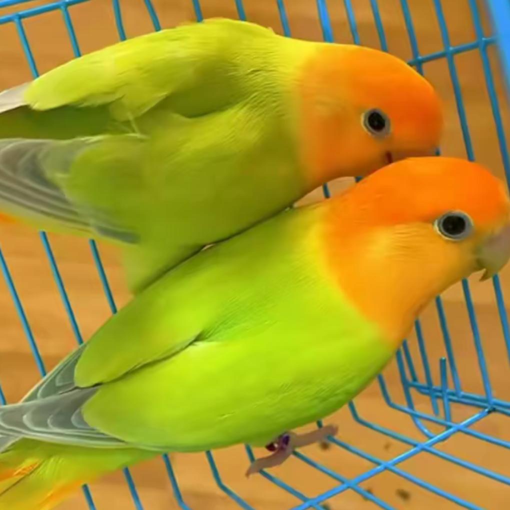 东哥训鸟