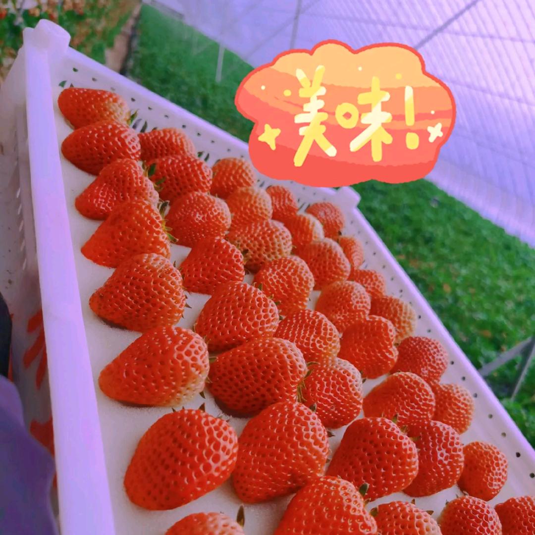 东港九九草莓全国招代理