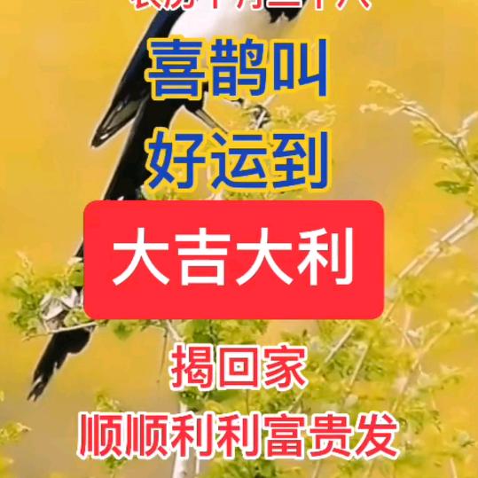 阳光四射