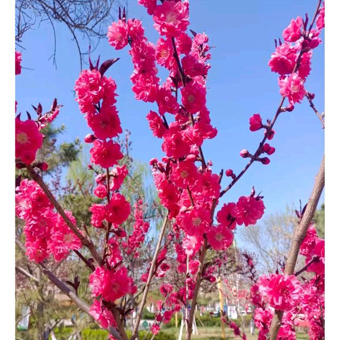 晴空万里的芈汉头像