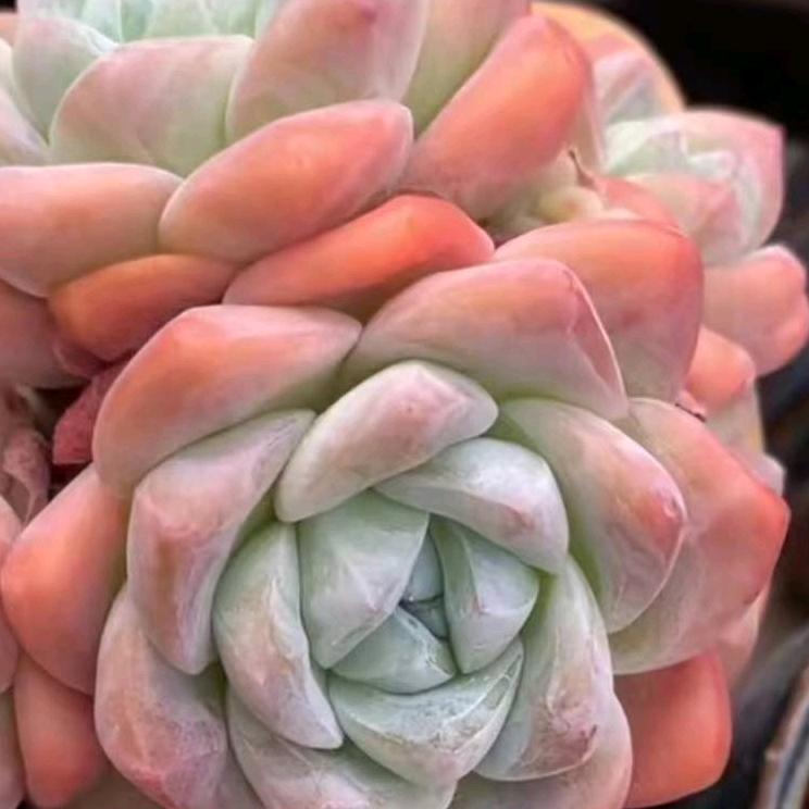 邳州萌萌哒多肉植物