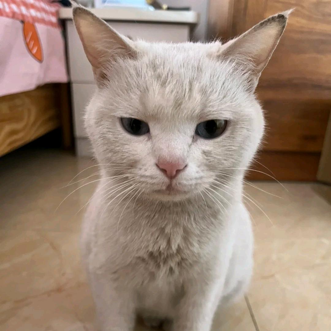 咪猫