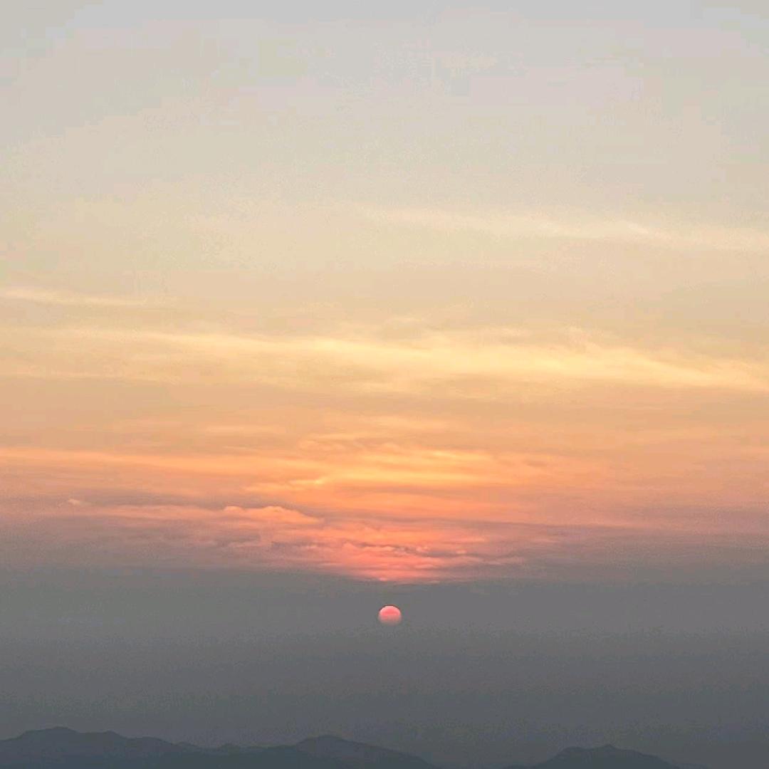 樟树