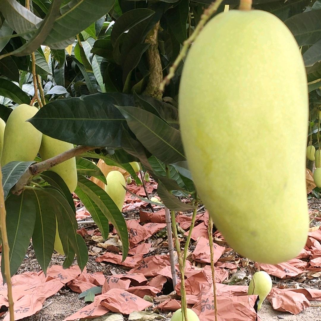 用户4436838132906