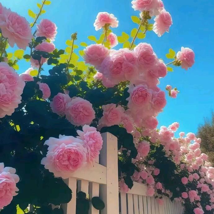 美好一生时来运转