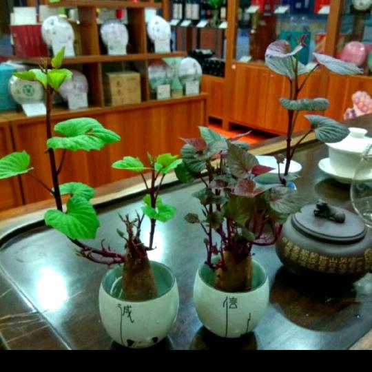 茶园影视