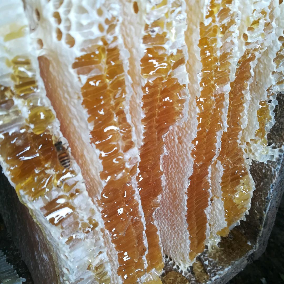 闲耍小蜜蜂