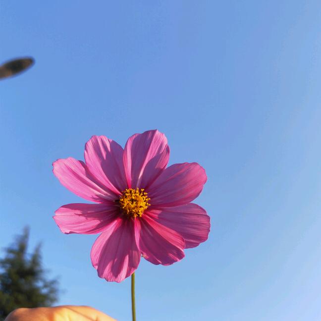 贺原僡