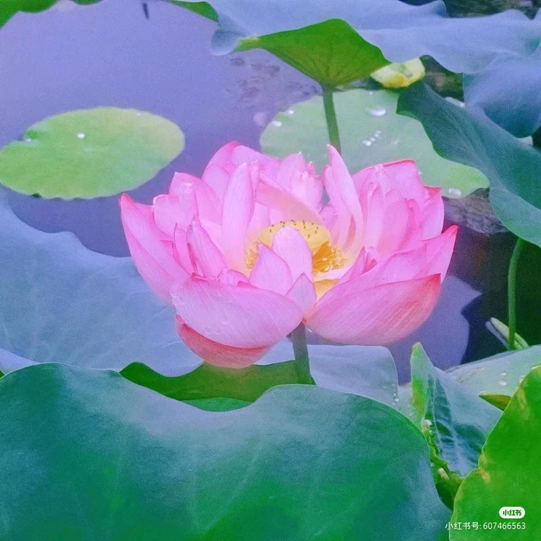 群（尺v尺）