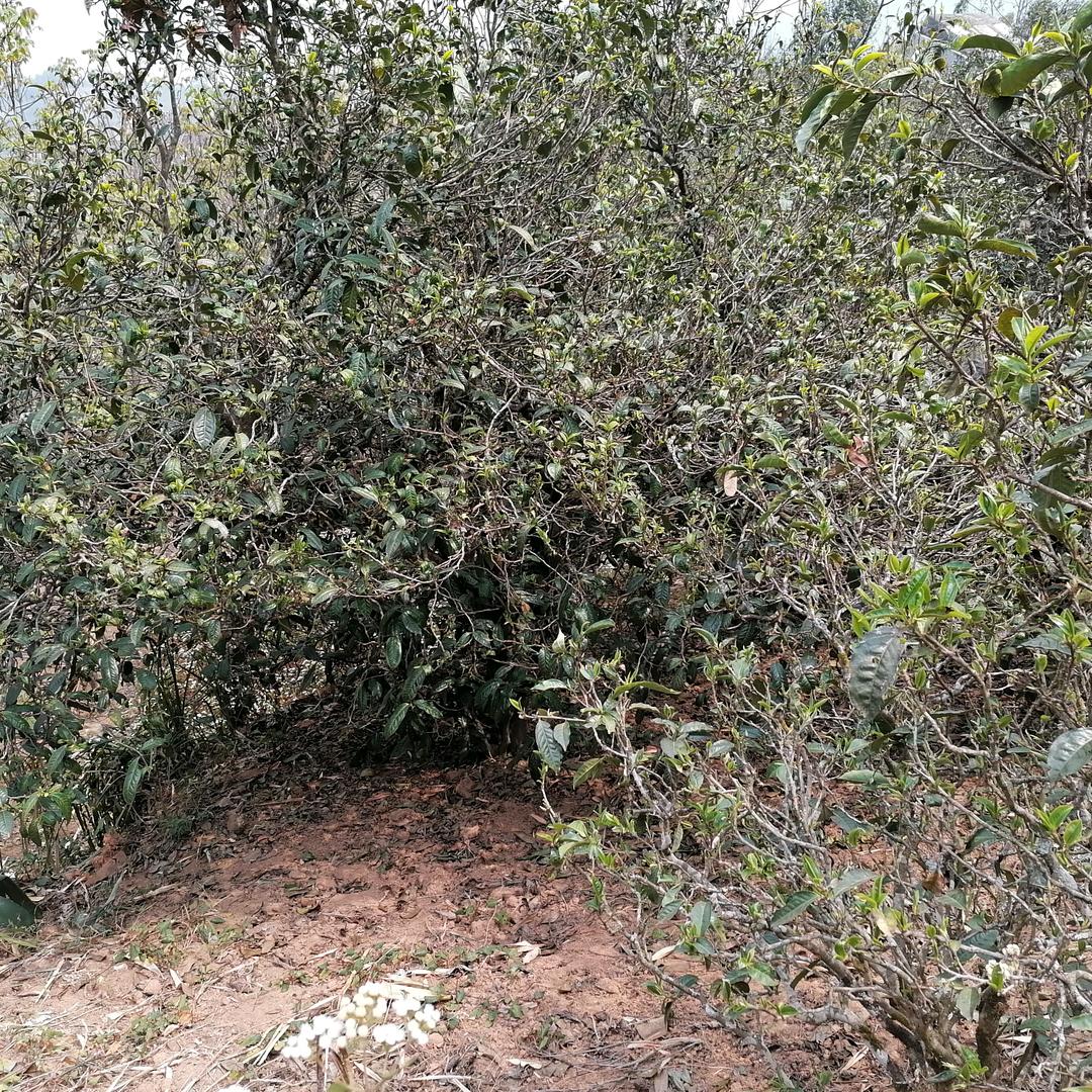 书纯茶叶
