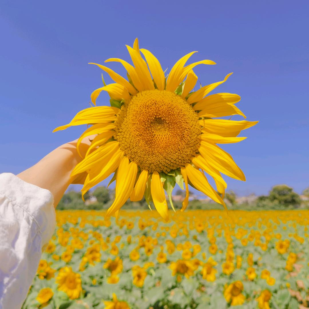 汤圆爱吃棉花糖