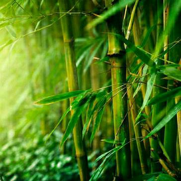 青青翠竹妙法奇门