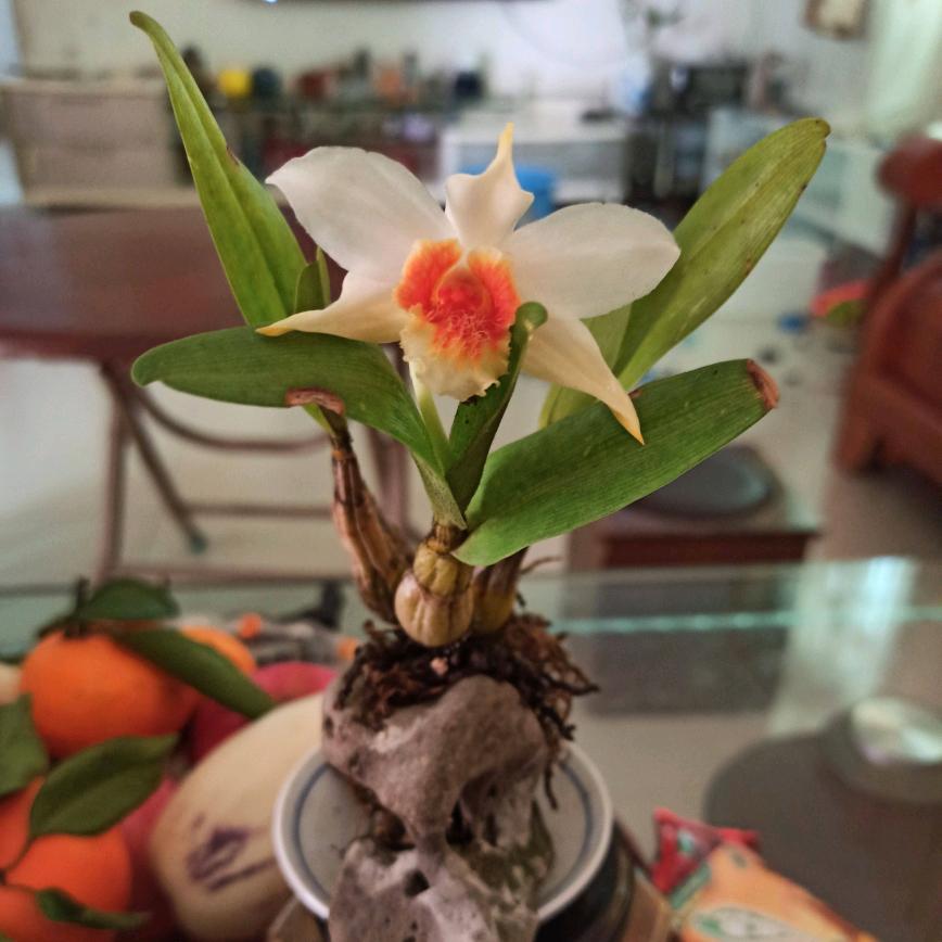 陳来陈去搬倒山