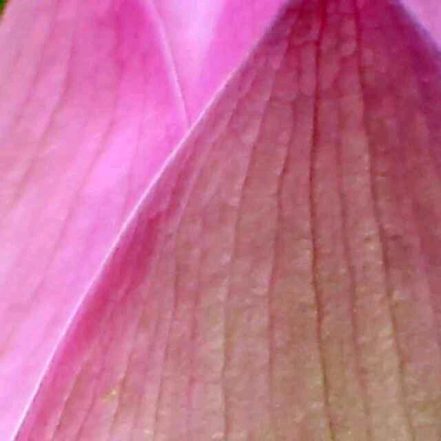 莲花讲故事