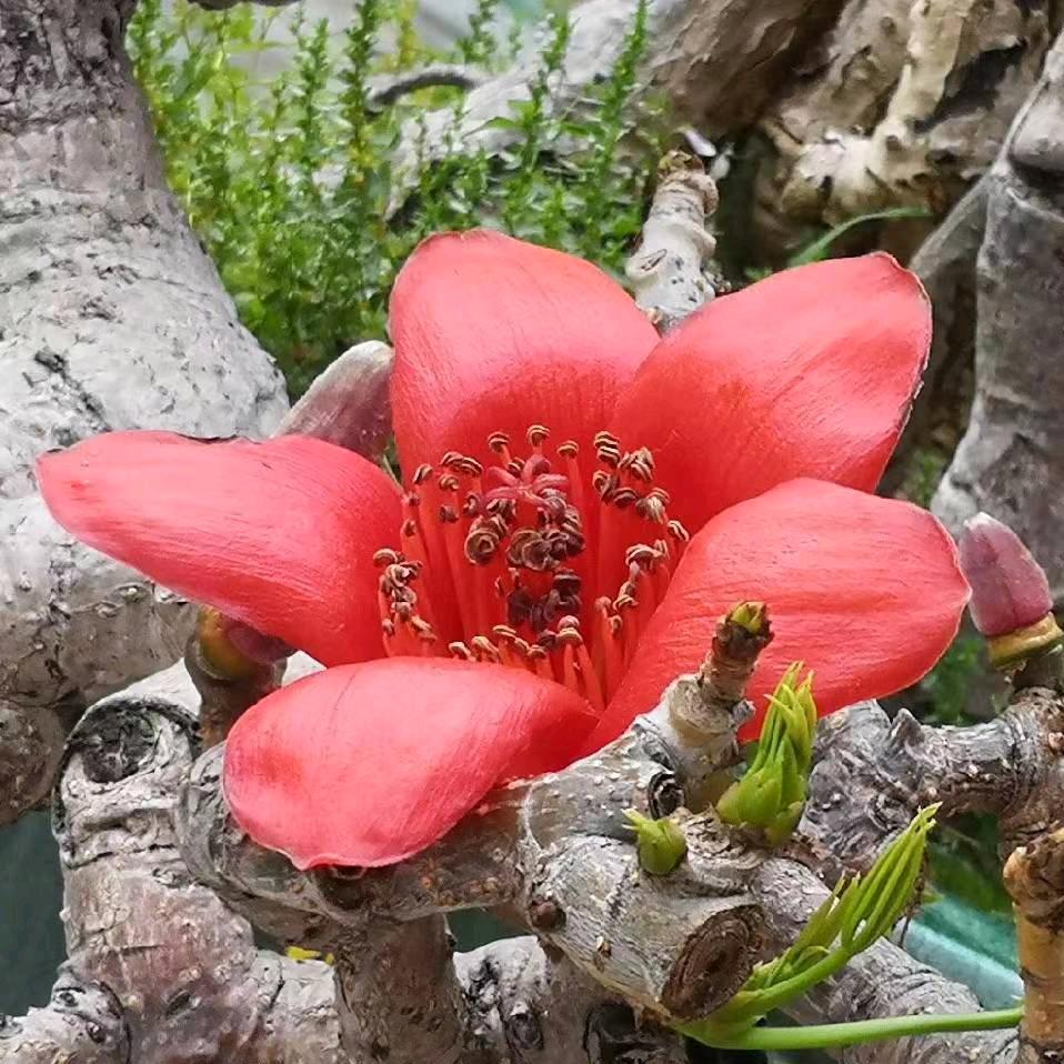 灵学