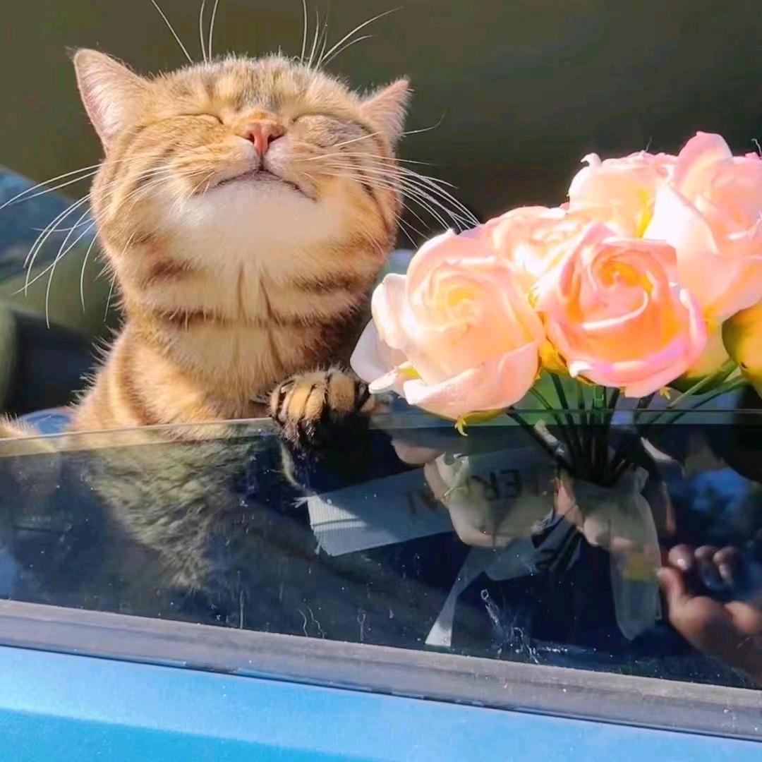 猫老板阳光