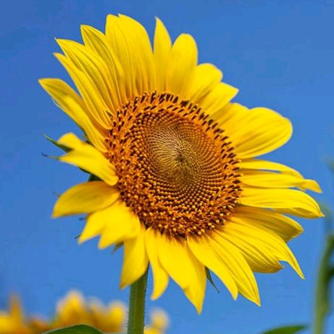 向着太阳的向日葵