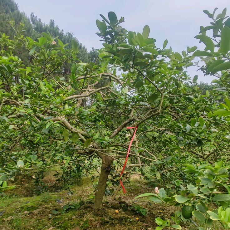 广东顺德陈村园林景观树