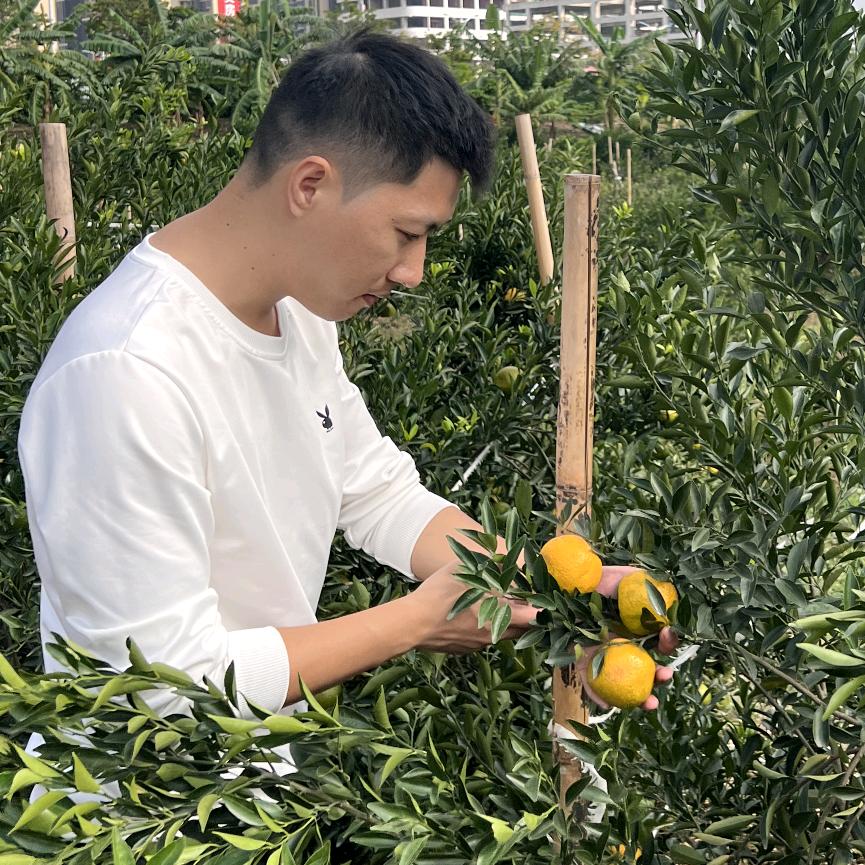 老蒋陈皮精选