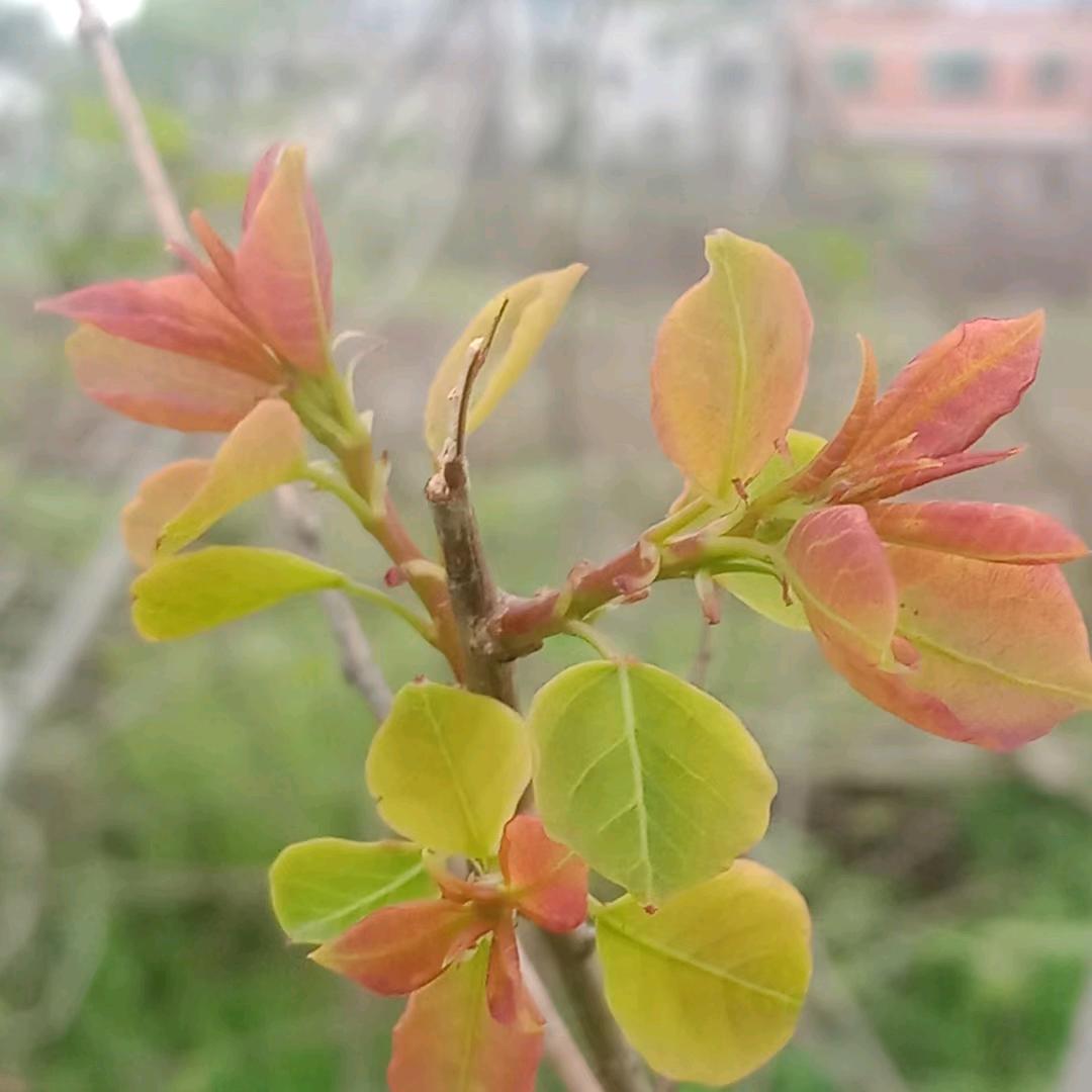锁爱宝