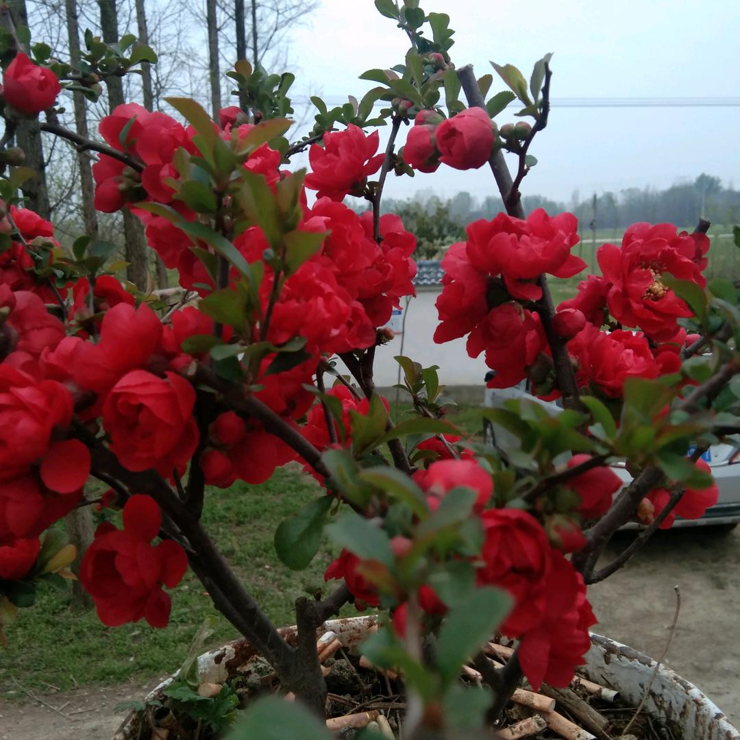 万紫纤虹