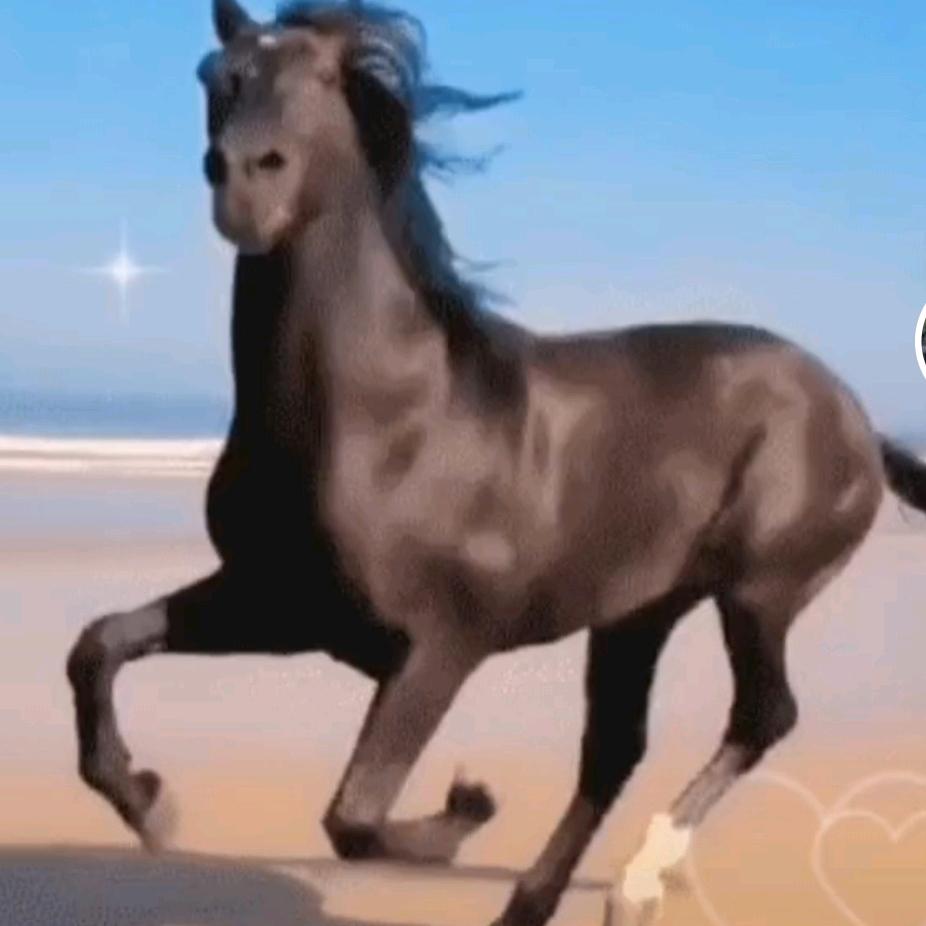 老🐴