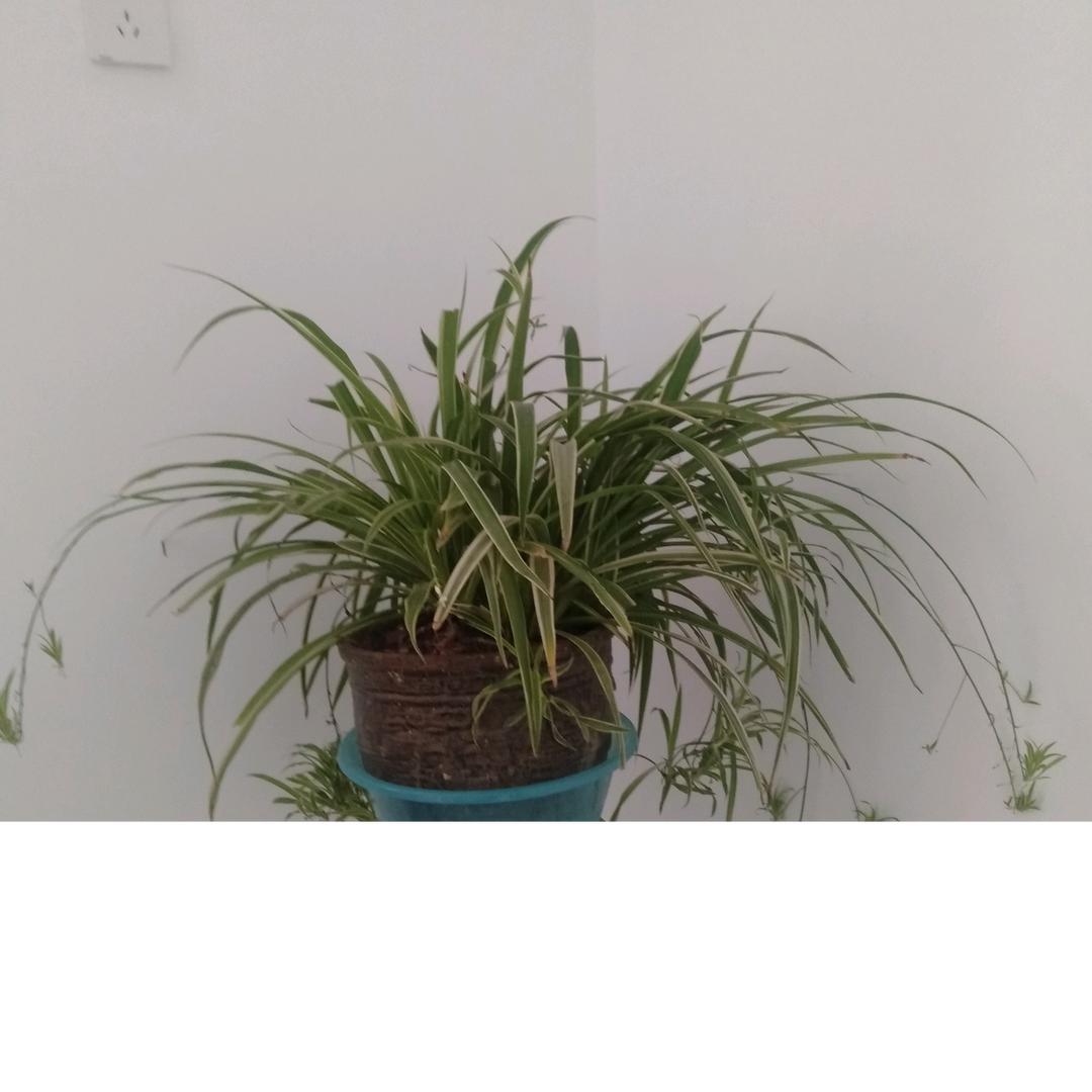 江逸泽