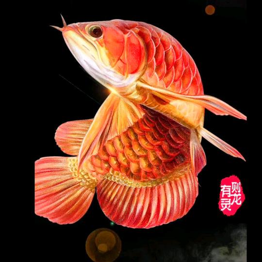 海洋水族