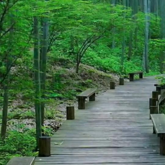 茶香夜雨