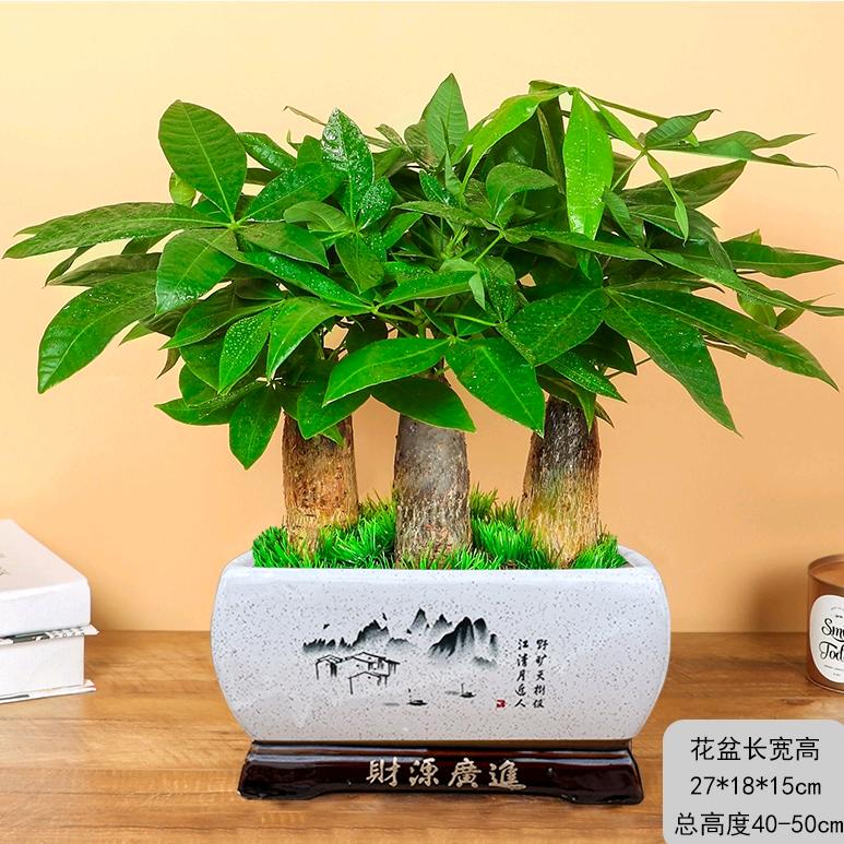 顺利绿植园艺