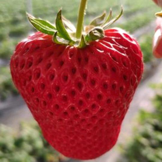 舟山多多草莓采摘园🍓