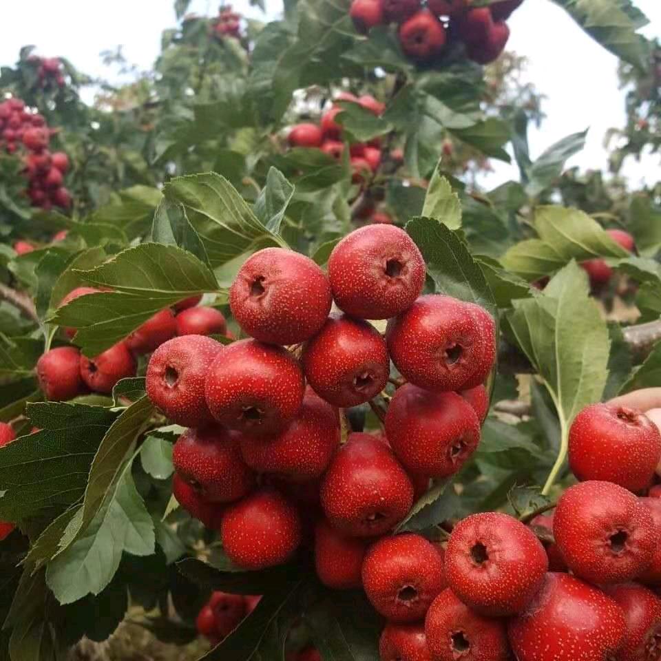沂蒙大山楂，只做优质山楂